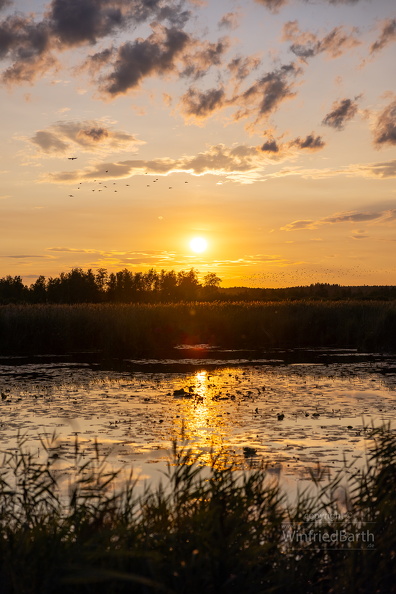 Sonnenuntergang_am_Federsee_bei Bad_Buchau.jpg